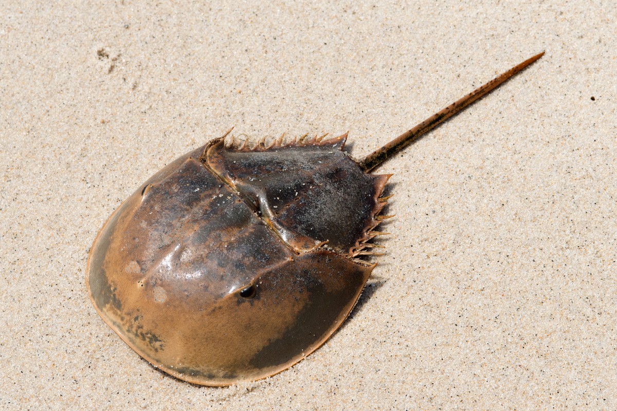 Horseshoe crab